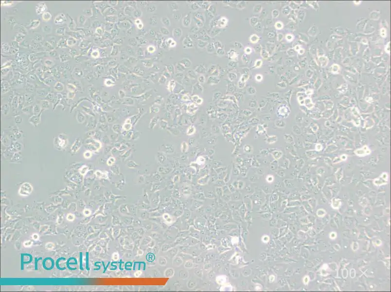 KYSE-150 Cell Complete MediumKYSE-150 Cell Complete Medium - 2