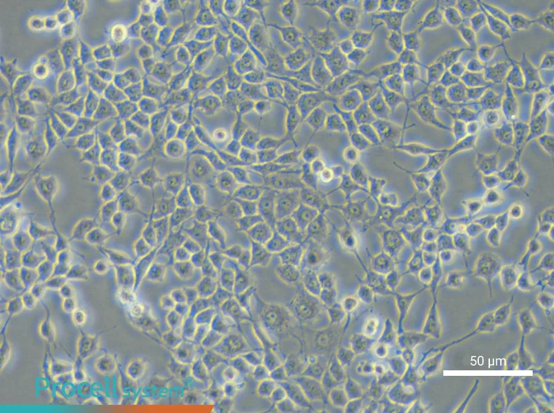 RSC96 Cell Complete Medium - small - 6