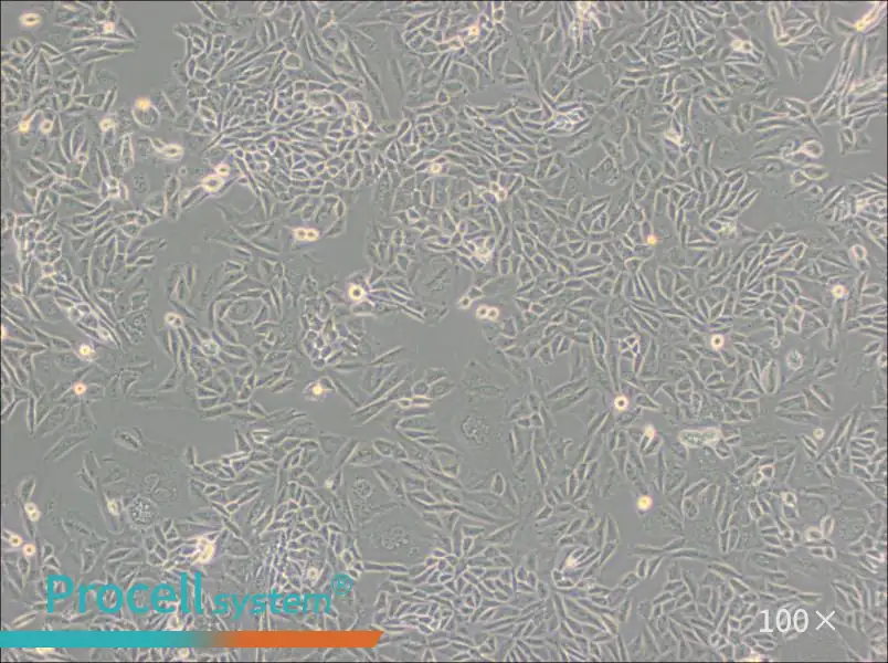 CTLA4 Ig-24 Cell Complete Medium - 2