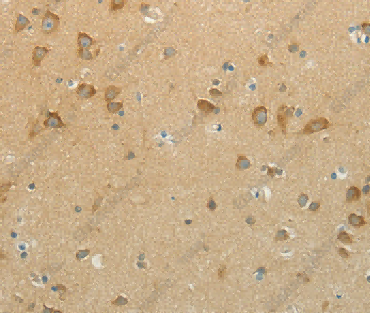 NDRG3 Polyclonal Antibody - 3