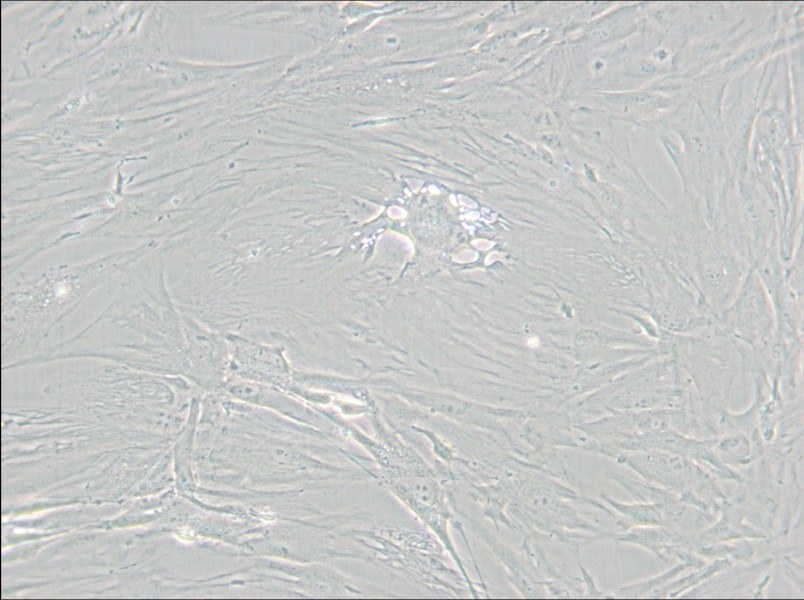 CCD-1095Sk Cell Complete Medium - small - 5