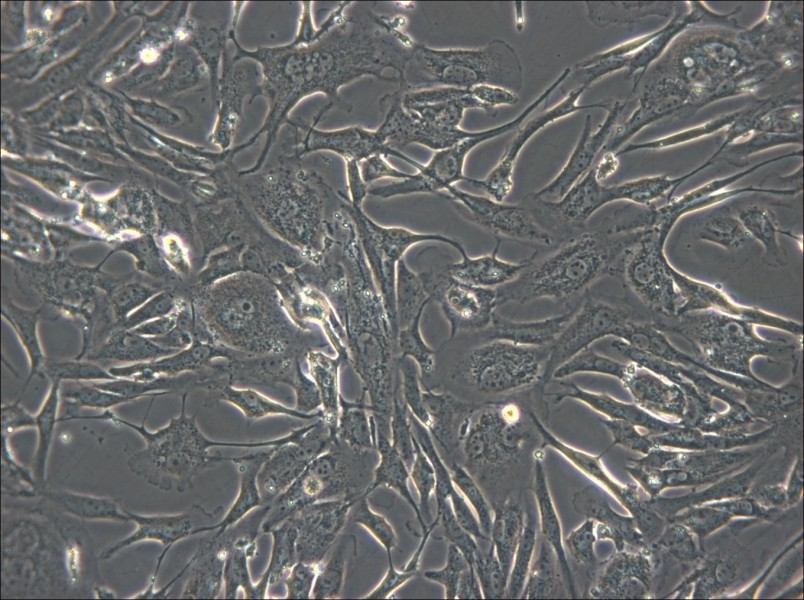 FRhK-4 Cell Complete Medium - small - 5