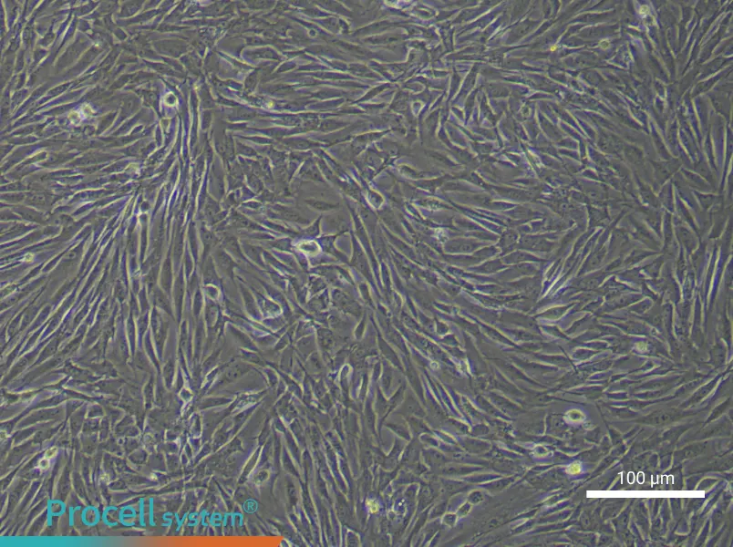 Rabbit Bladder Fibroblast Complete MediumRabbit Bladder Fibroblast Complete Medium - 3