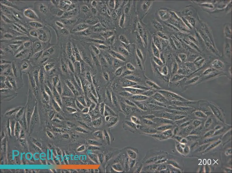 ARPE-19 Cell Complete Medium - small - 4