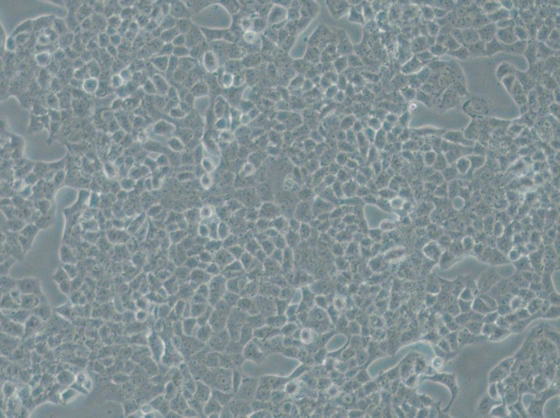 RPMI-2650 Cell Complete Medium - small - 4