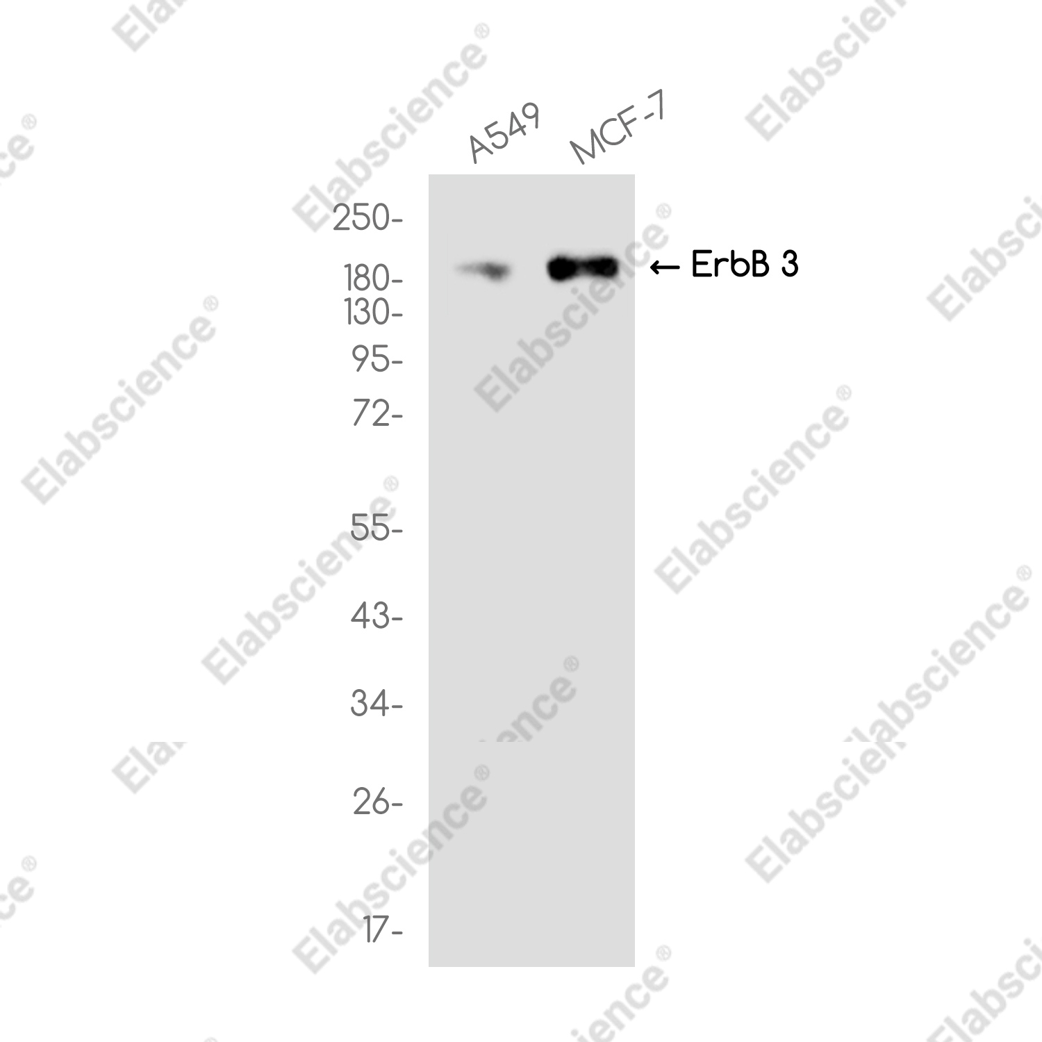 Recombinant ErbB 3 Monoclonal Antibody - 1