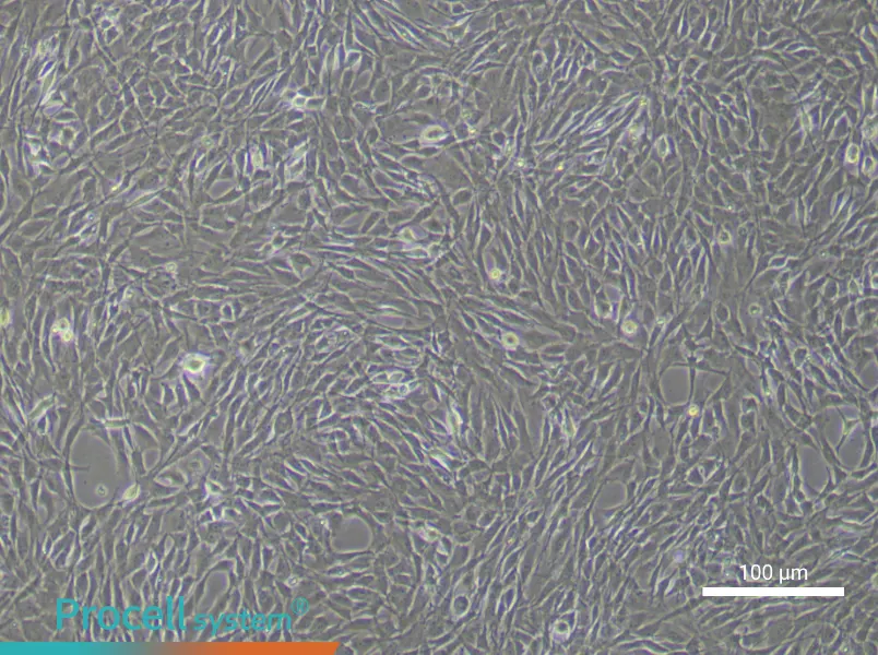 Rat Synovial Mesenchymal Stem Cell Complete MediumRat Synovial Mesenchymal Stem Cell Complete Medium - 2