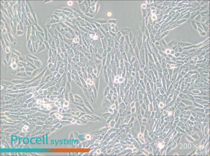Lec1 [Pro-5WgaRI3C] Cell Complete Medium - 5