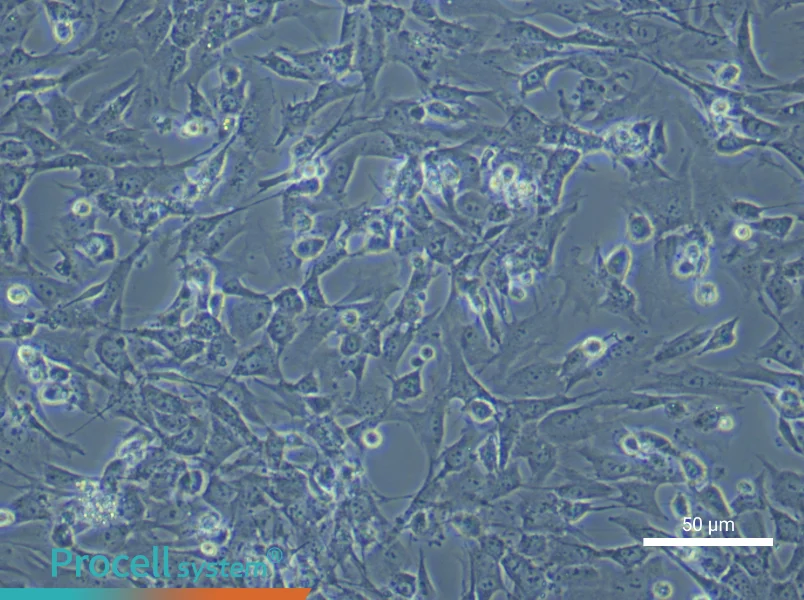 Rat Dermal Fibroblasts - 6