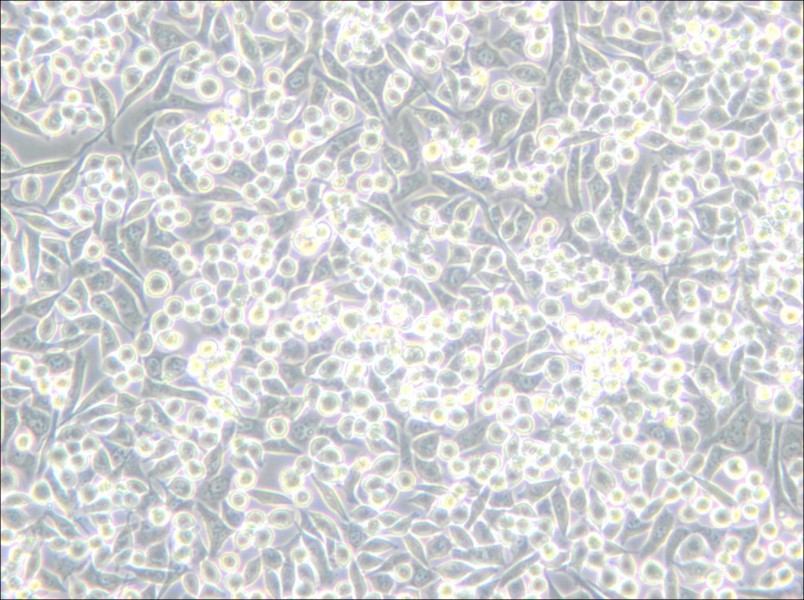 A-204 [A204] Cell Complete Medium - 6