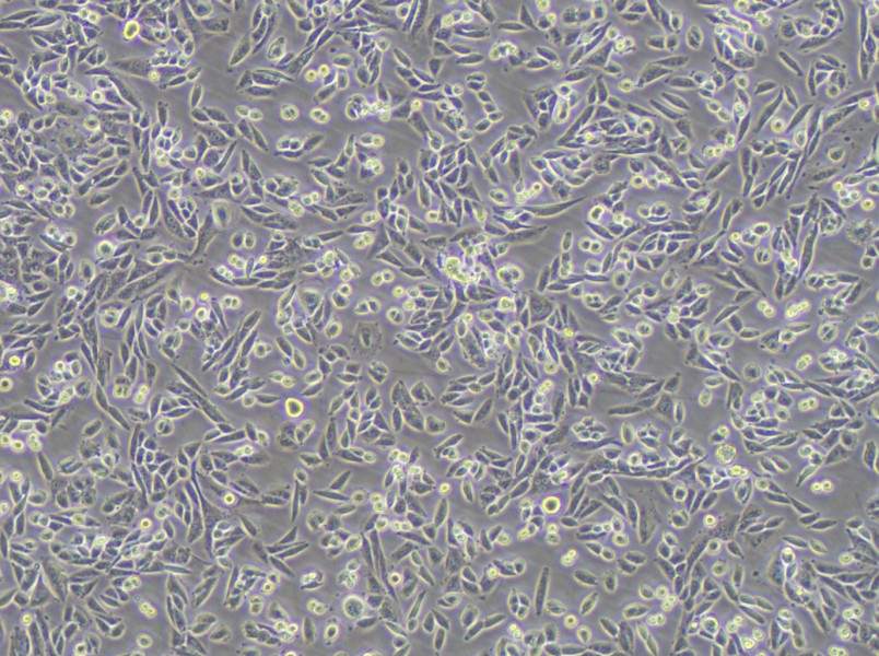 AA8 Cell Complete MediumAA8 Cell Complete Medium - 3