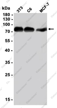 Recombinant Phospho-TAK1 (Ser439) Monoclonal Antibody - 2
