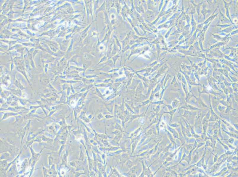 SH-SY5Y [SHSY-5Y] Cell Complete Medium - small - 5