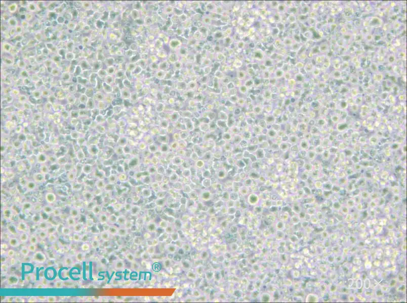 H9 [derivative of HuT 78] Cell Complete Medium - small - 4
