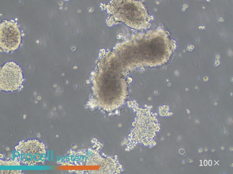 AtT-20 Cell Complete Medium - 3