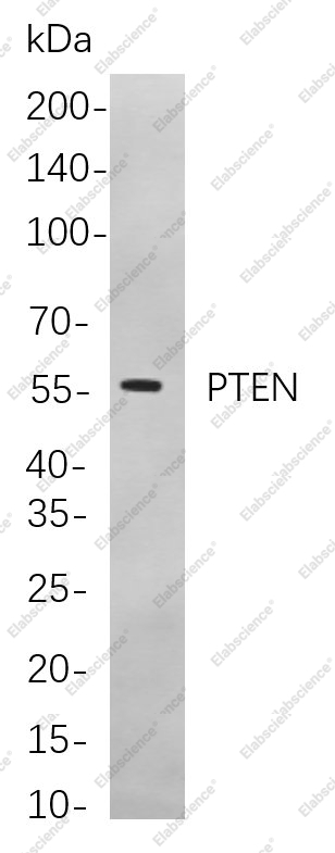 Recombinant PTEN Monoclonal Antibody - 1