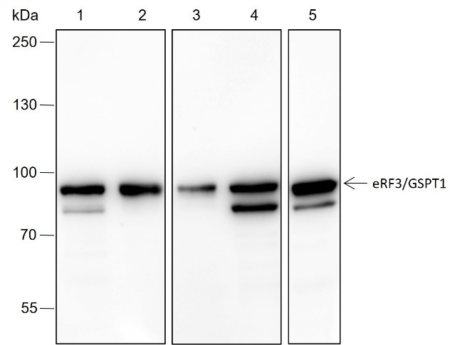 Recombinant eRF3/GSPT1 Monoclonal Antibody-searchlist-1