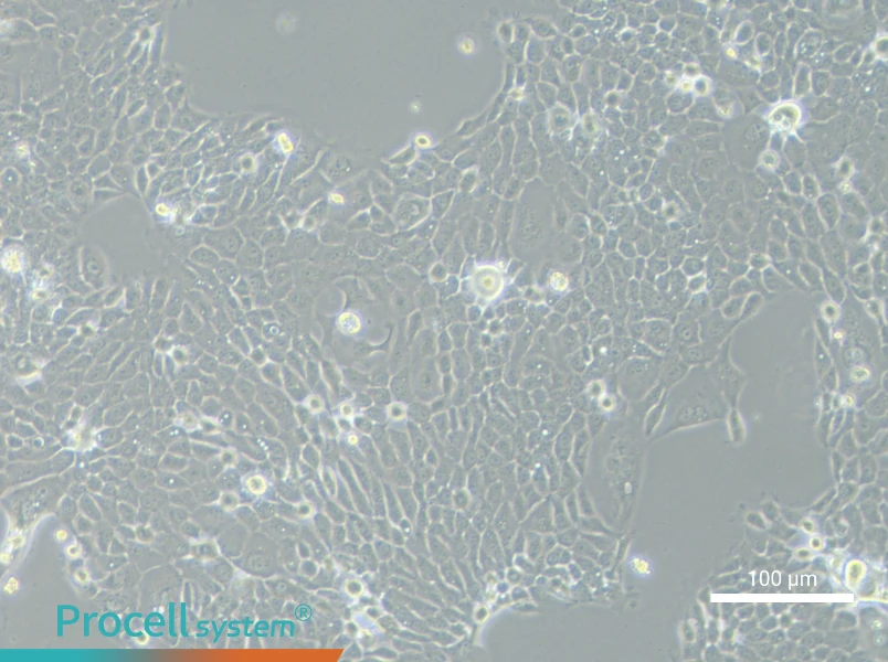 TE-5 Cell Complete MediumTE-5 Cell Complete Medium - 2