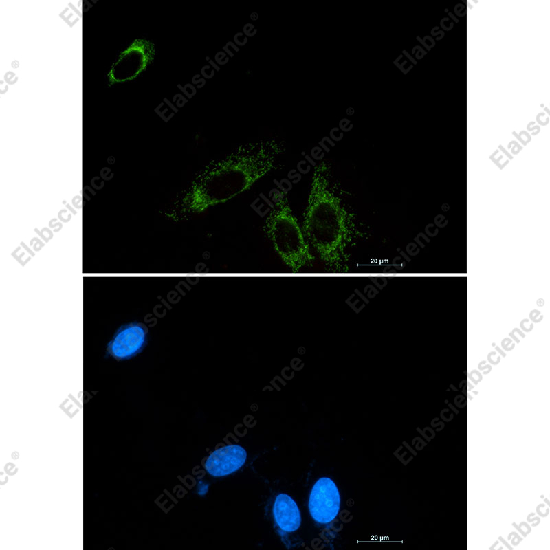 Recombinant P2Y6 Monoclonal Antibody - 2
