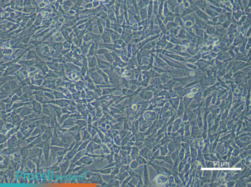 Mouse Bone Marrow Mesenchymal Stem (Primary cell immortalization) Cell Complete Medium - small - 4