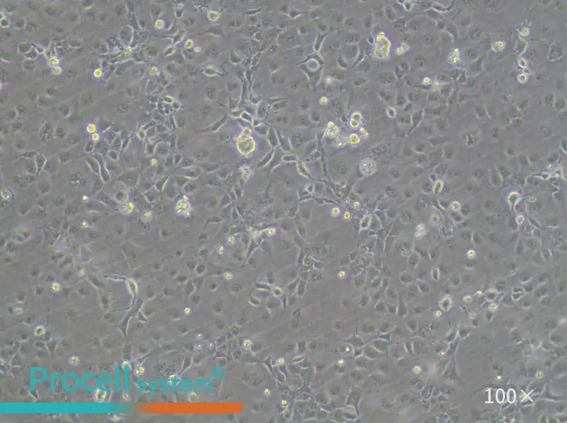 COS-7 Cell Complete Medium - 3