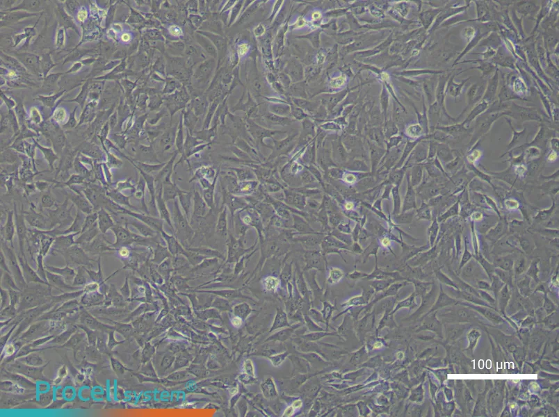 Mouse Oral Mucosal Fibroblast Complete Medium - 1