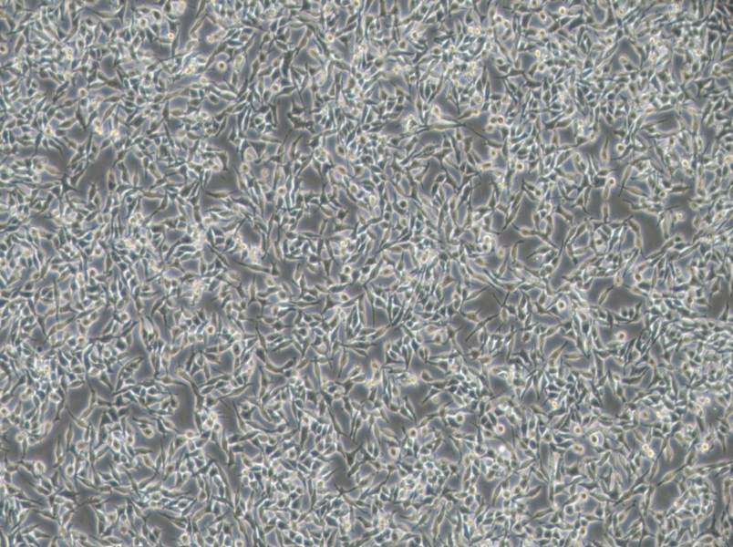 RKO-AS45-1 Cell Complete Medium - 2