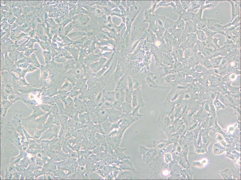 HC11 Cell Complete Medium - small - 4