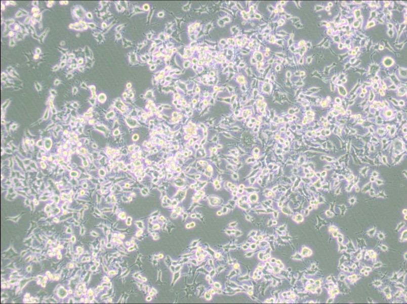 RAG Cell Complete Medium-searchlist-1