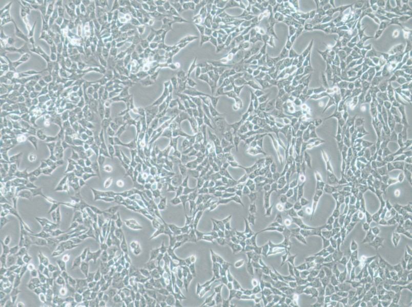 ATDC-5 Cell Complete Medium - 3