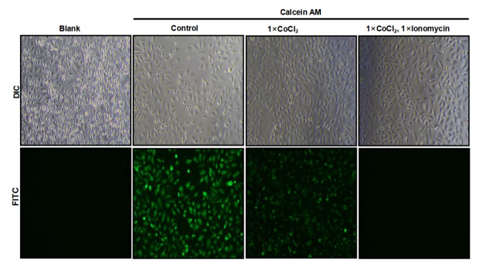 Mitochondrial Permeability Transition Pore (mPTP) Fluorometric Assay Kit - 2
