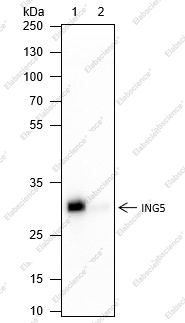Recombinant ING5 Monoclonal Antibody - 1