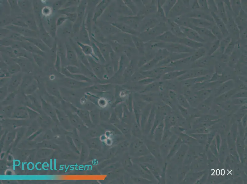 HOS Cell Complete Medium - small - 6