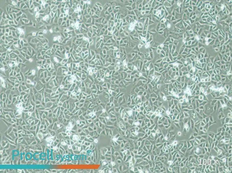 G-401 Cell Complete MediumG-401 Cell Complete Medium - 2