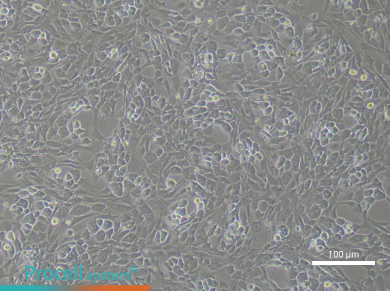 Rat OsteoblastsRat Osteoblasts - 3