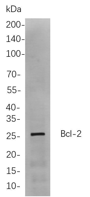 Recombinant Bcl-2 Monoclonal Antibody-searchlist-1