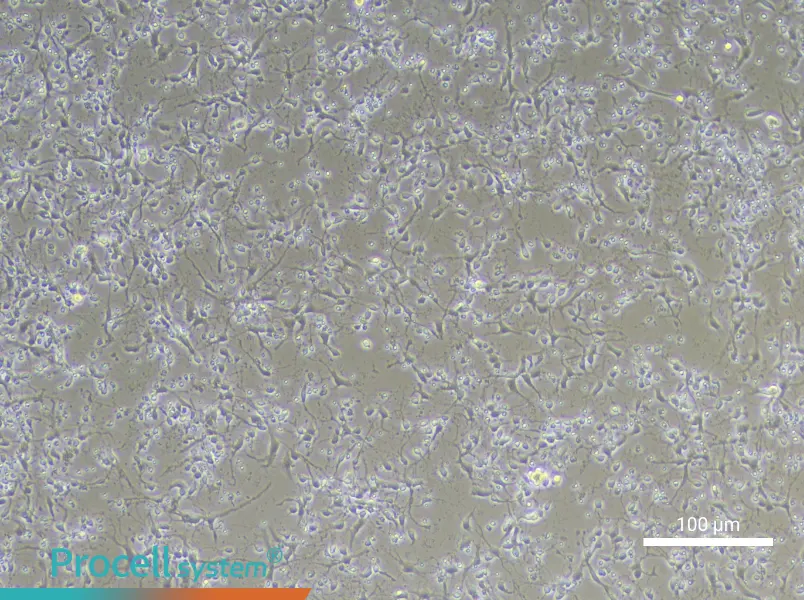 Mouse Hippocampal Neuron Complete Medium - 2