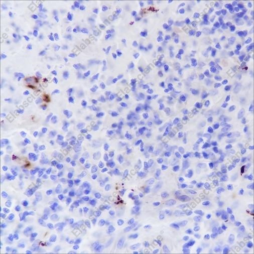 Recombinant CD42b Monoclonal Antibody - 2