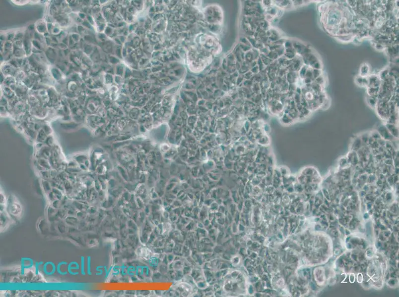 MCF7 [MCF-7] Cell Complete Medium - small - 5