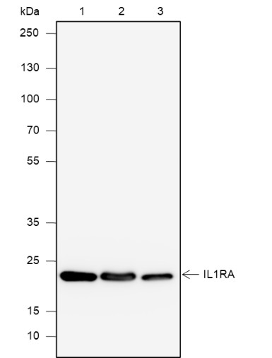 Recombinant IL-1RA Monoclonal Antibody-searchlist-1