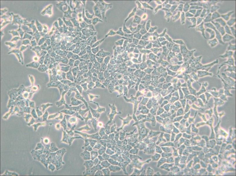 H-4-II-E [H4-II-E] Cell Complete Medium - small - 6