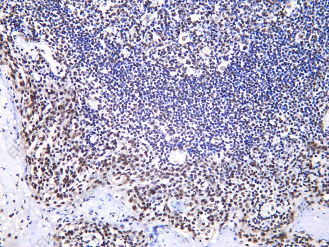 Recombinant NONO Monoclonal Antibody - 2
