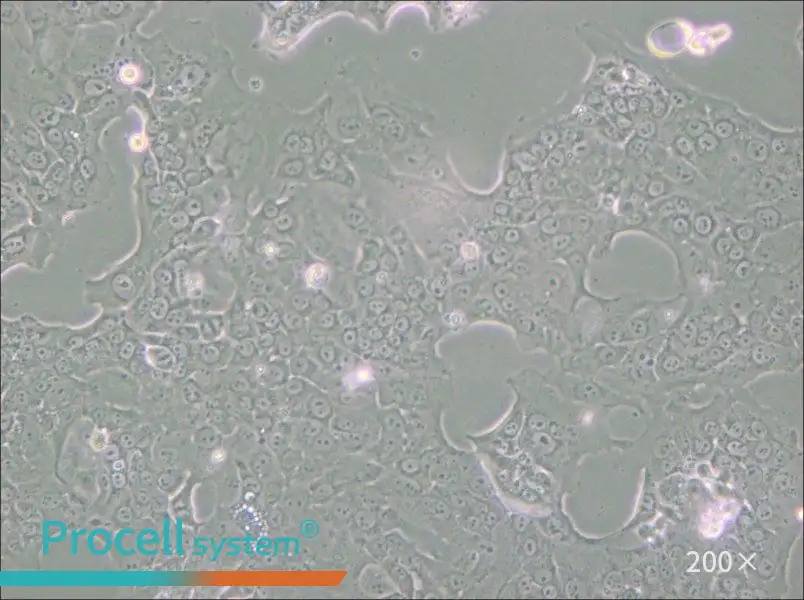 Capan-1 Cell Complete Medium - small - 6