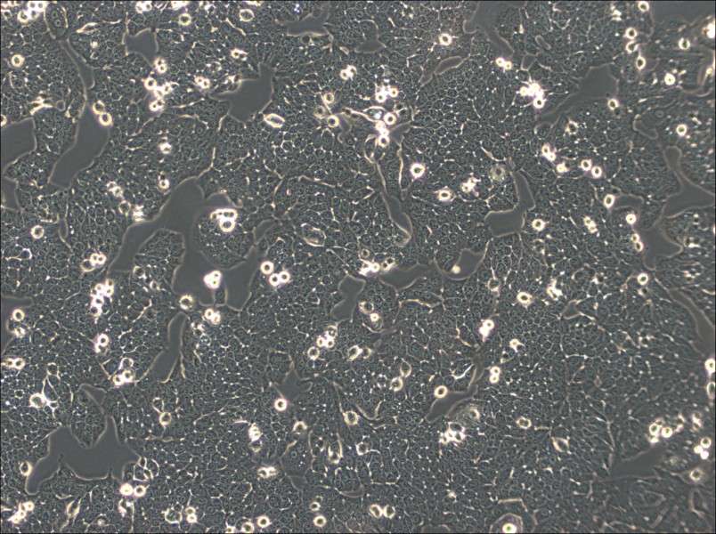 WSU-HN30 Cell Complete MediumWSU-HN30 Cell Complete Medium - 3