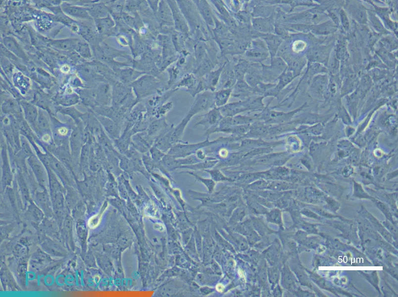Rat Bladder Smooth Muscle Cells - 4