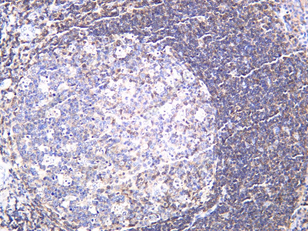 Recombinant CD48 Monoclonal Antibody - 2