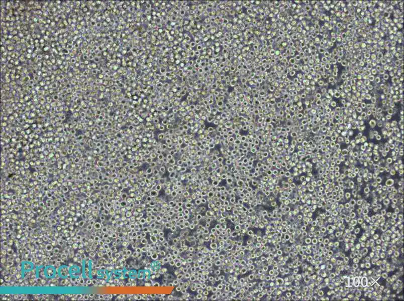 W6/32 Cell Complete Medium - 1