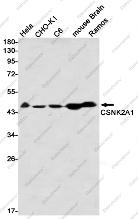 Recombinant CSNK2A1 Monoclonal Antibody - 1