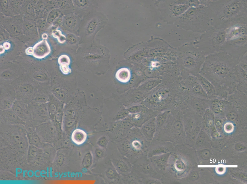 SCC-4 - 4