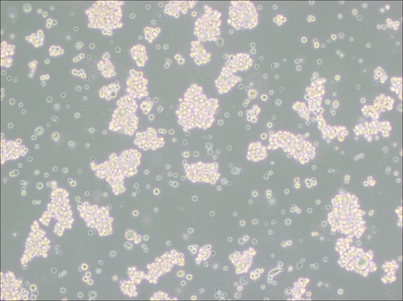 MMQ Cell Complete Medium-searchlist-1